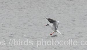 勅使池のユリカモメ210111