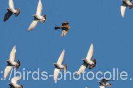 ハイタカ　2025.11.15