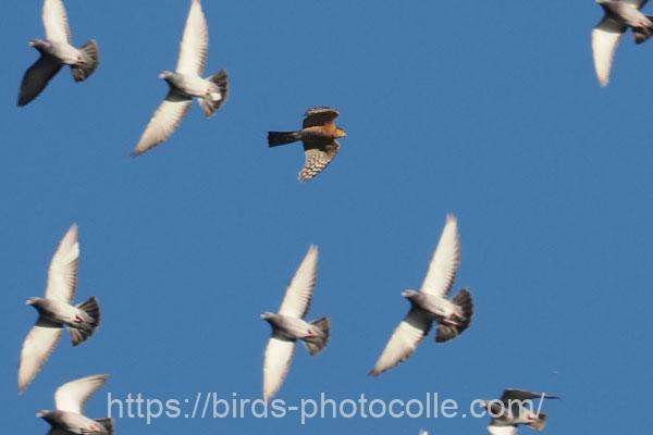 ハイタカ　2025.11.15