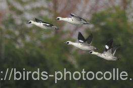 ミコアイサ　2026.01.13