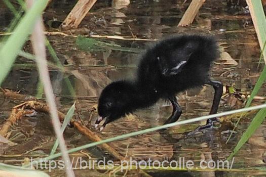 ヒクイナ　2023.08.14