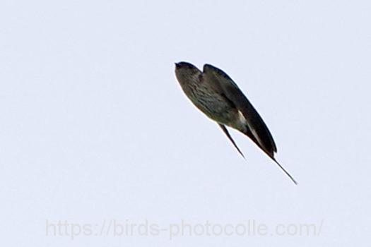 コシアカツバメ220830