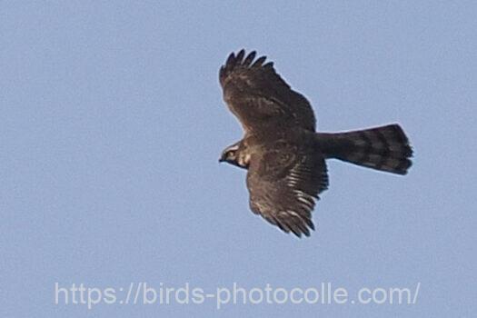 ハイタカ　2023.11.16