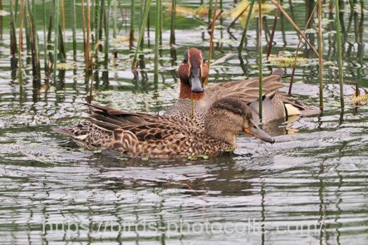 コガモ　2024.04.29