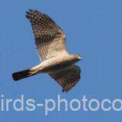 翼指5本、喉に縦斑1本ツミ　2025.12.17