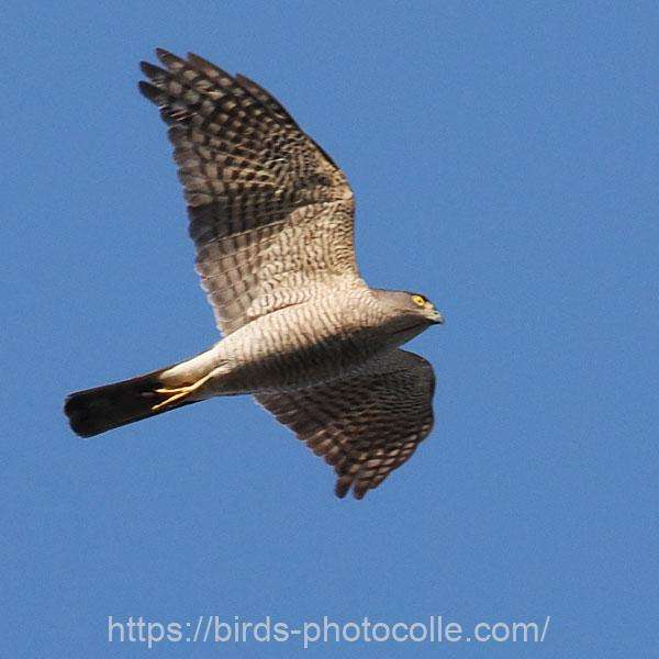 翼指5本、喉に縦斑1本ツミ　2025.12.17