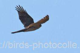 ハイタカ　2025.11.26