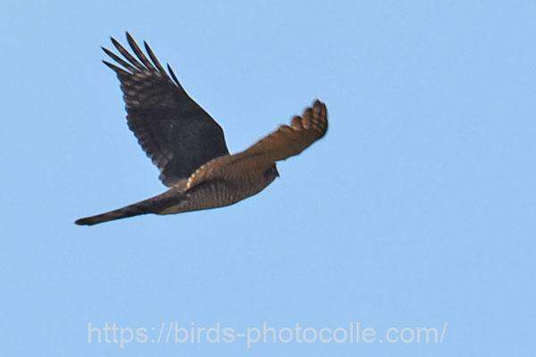 ハイタカ 2025.11.26