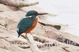 カワセミ　2025.11.25