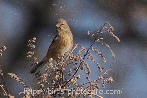 ベニマシコ♀ 2026.02.14
