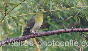 勅使池のアオバト191031