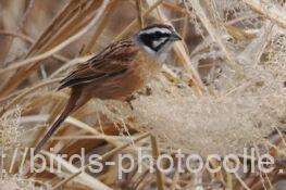 ホオジロ　2026.03.06