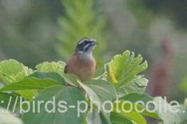 ホオジロ　2025.09.23