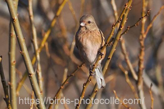 ベニマシコ　2025.01.30
