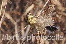 アオジ　2026.01.03