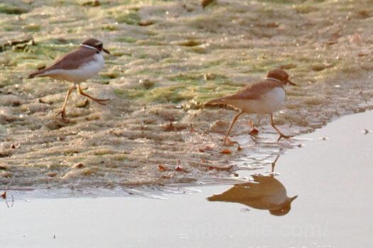 イカルチドリ221216