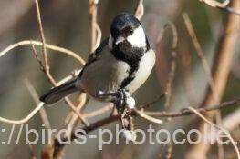 シジュウカラ　2026.01.29