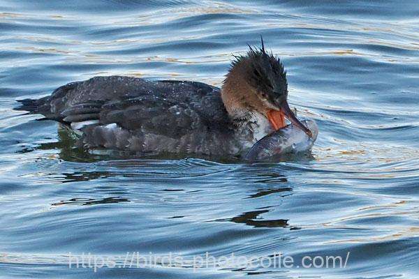 ウミアイサ　2026.02.03