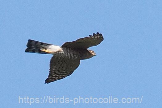 ハイタカ　2023.11.08