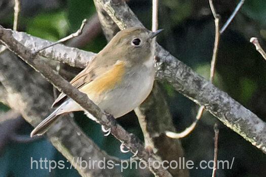 ルリビタキ　2024.03.14