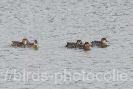 着水トモエガモ　2025.12.04