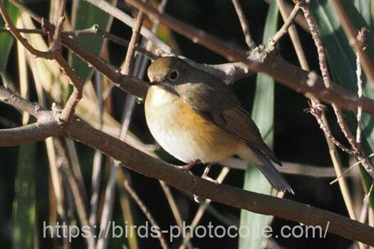 ルリビタキ　2024.03.21