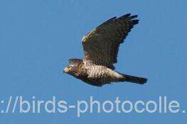 サシバ　2025.10.17