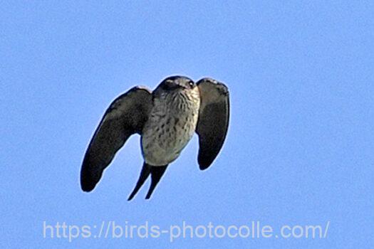 コシアカツバメ　2024.08.11