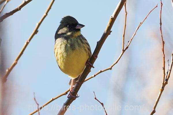 アオジ　2026.01.09