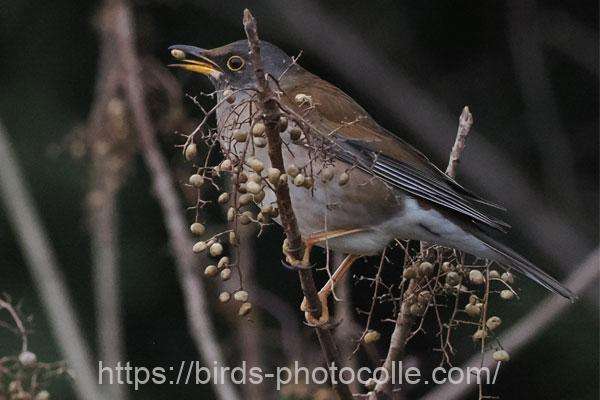 シロハラ　2026.03.06