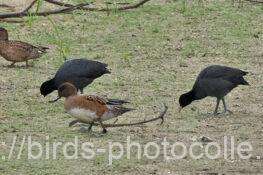 オオバン2羽　手前はヒドリガモ　2025.10.22