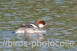 1羽観察ミコアイサ 2025.04.12