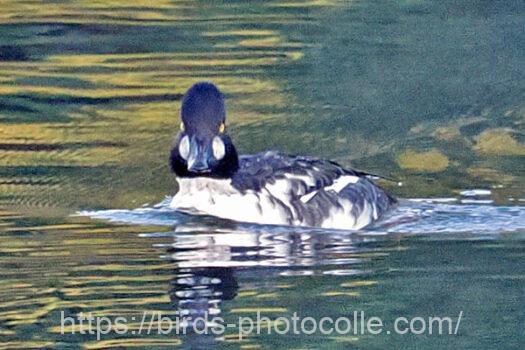 ホオジロガモ　2024.11.22