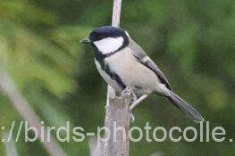 シジュウカラ　2025.10.30