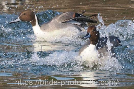 最大勢力オナガガモ　2025.02.01