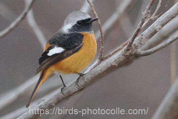 ジョウビタキ　2026.02.06