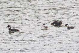 ハジロカイツブリ4羽　2025.11.13