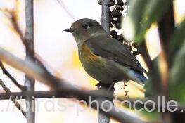 ルリビタキ　2025.12.01