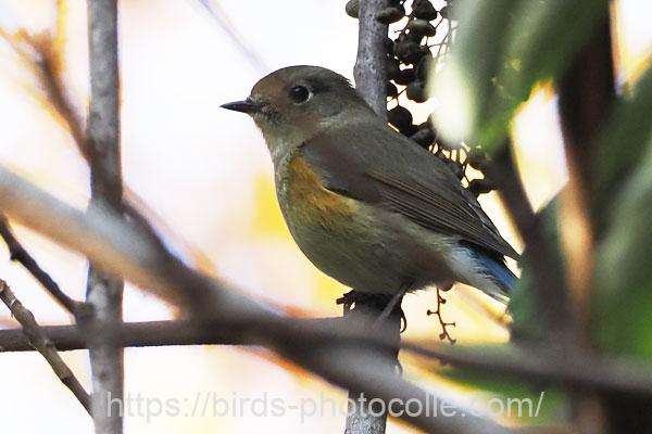 ルリビタキ 2025.12.01