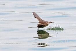 コウモリの給水230419