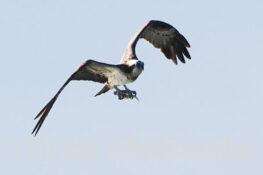 ミサゴ　2026.01.01