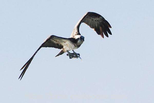 ミサゴ　2026.01.01