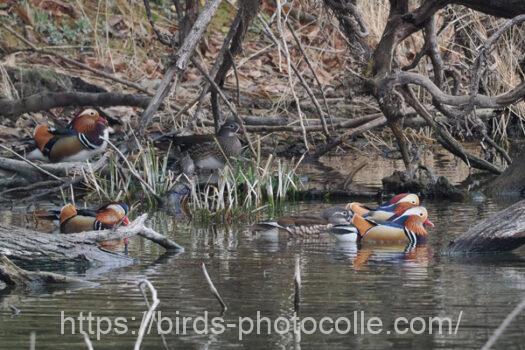 オシドリ　2025.04.03