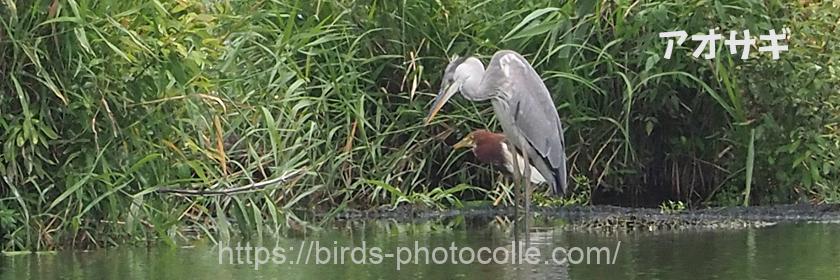アオサギとアカガシラサギ