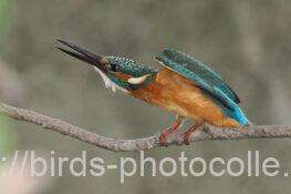 カワセミ　2025.10.10