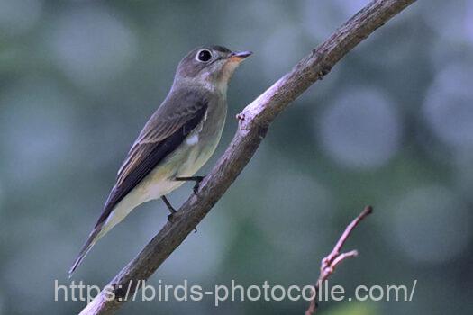 コサメビタキ　2024.09.10