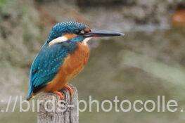 カワセミ　2025.10.11