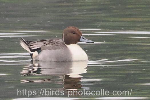 オナガガモ　2024.11.16