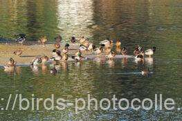 マガモ　2025.11.29