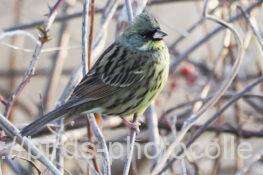 アオジ　2026.01.26